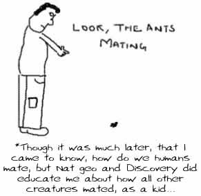 ants mating,national geographic, discovery,animal planet,nat geo