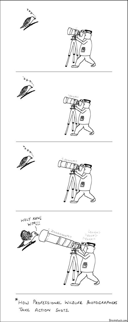 Wildlife Photography Tips, Professional Photographer, Amatuer,Birding, Bird Photography,Comics, Cartoons, Camera, Zoom Lens, Holy Kaw! WTF!!!